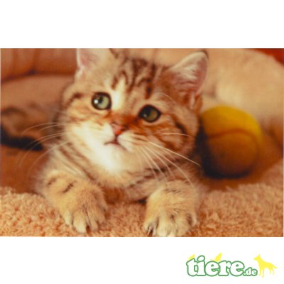 Britisch Kurzhaarkatze - Katze