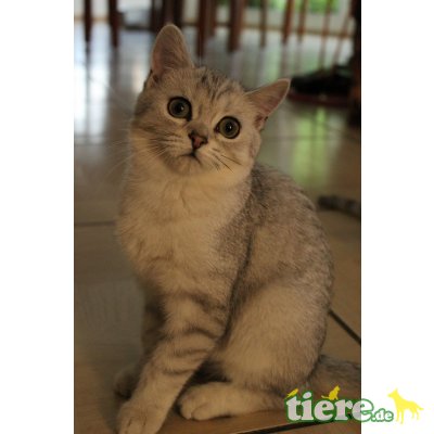 Britisch Kurzhaarkatze - Katze