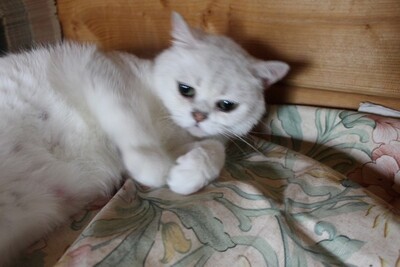 Britisch Kurzhaarkatze - Katze