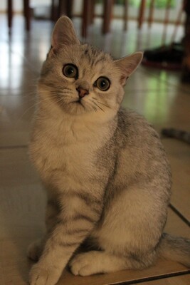 Britisch Kurzhaarkatze - Katze