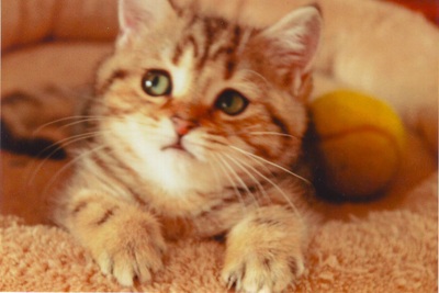 Britisch Kurzhaarkatze - Katze