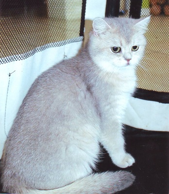 Britisch Kurzhaarkatze - Katze