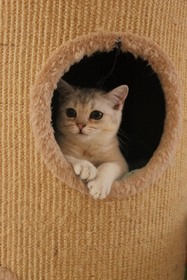 Britisch Kurzhaarkatze - Katze