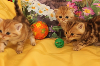 Britisch Kurzhaarkatze - Katze