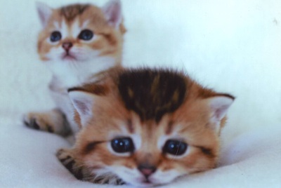 Britisch Kurzhaarkatze - Katze