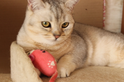 Britisch Kurzhaarkatze - Katze