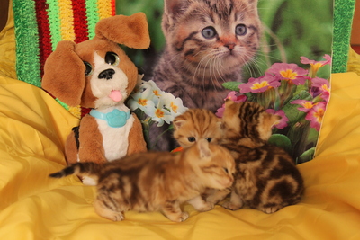 Britisch Kurzhaarkatze - Katze