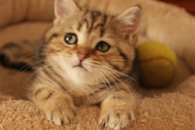 Britisch Kurzhaarkatze - Katze