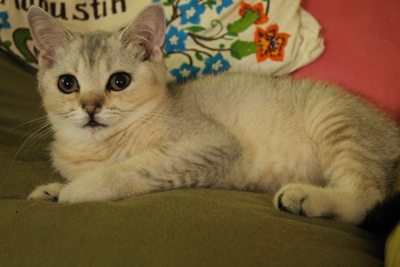 Britisch Kurzhaarkatze - Katze