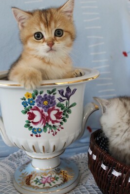 Britisch Kurzhaarkatze - Katze