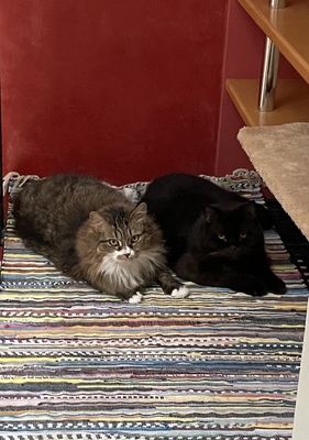 Britisch Langhaarkater und Kurzhaarkater - Kater