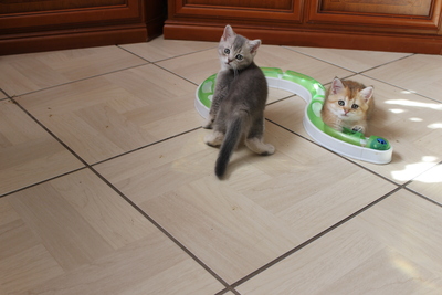 Britisch kurzhaar - Katze