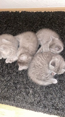 Britisches Kurzhaar kitten, weiblich, BKH REINRASSIGE Jungtier - Katze