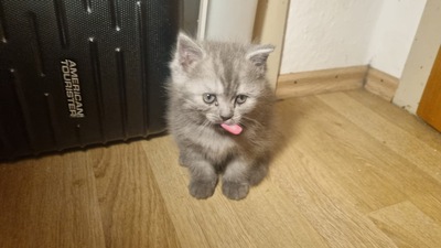 Britisches Kurzhaar kitten, weiblich, BKH REINRASSIGE Jungtier - Katze