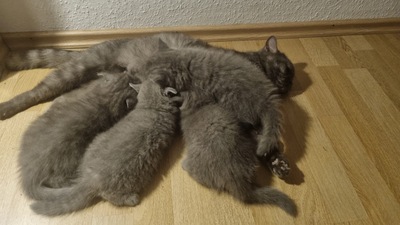 Britisches Kurzhaar kitten, weiblich, BKH REINRASSIGE Jungtier - Katze