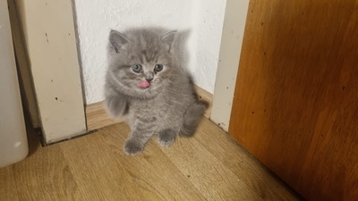 Britisches Kurzhaar kitten, weiblich, BKH REINRASSIGE Jungtier - Katze