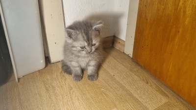 Britisches Kurzhaar kitten, weiblich, BKH REINRASSIGE Jungtier - Katze