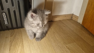 Britisches Kurzhaar kitten, weiblich, BKH REINRASSIGE Jungtier - Katze