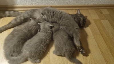 Britisches Kurzhaar kitten, weiblich, BKH REINRASSIGE Jungtier - Katze