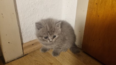 Britisches Kurzhaar kitten, weiblich, BKH REINRASSIGE Jungtier - Katze