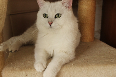 British Kurzhaar - Kater