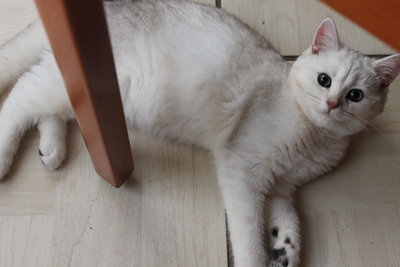 British Kurzhaar - Kater