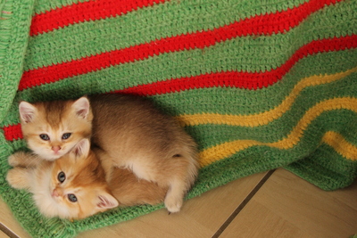 British Kurzhaar - Katze