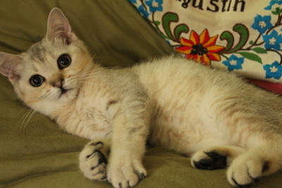 British Kurzhaar - Katze