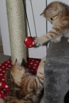 British Kurzhaar - Katze