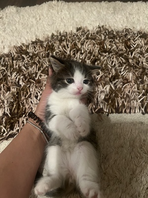 British kurz Haare mit europäischer - Katze