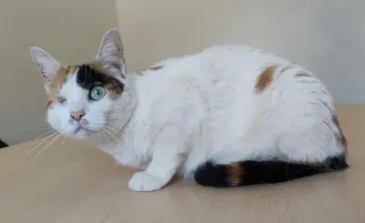 Buba - Einäugige Schönheit sucht Ruhe und Geborgenheit, EKH - Katze
