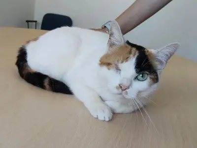 Buba - Einäugige Schönheit sucht Ruhe und Geborgenheit, EKH - Katze