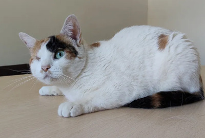 Buba - Einäugige Schönheit sucht Ruhe und Geborgenheit, EKH - Katze