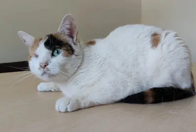 Buba - Einäugige Schönheit sucht Ruhe und Geborgenheit, EKH - Katze