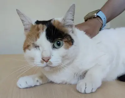 Buba - Einäugige Schönheit sucht Ruhe und Geborgenheit, EKH - Katze