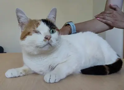 Buba - Einäugige Schönheit sucht Ruhe und Geborgenheit, EKH - Katze