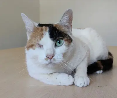 Buba - Einäugige Schönheit sucht Ruhe und Geborgenheit, EKH - Katze