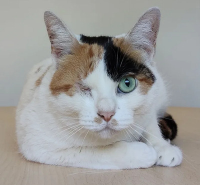 Buba - Einäugige Schönheit sucht Ruhe und Geborgenheit, EKH - Katze