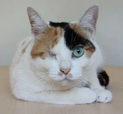 Buba - Einäugige Schönheit sucht Ruhe und Geborgenheit, EKH - Katze