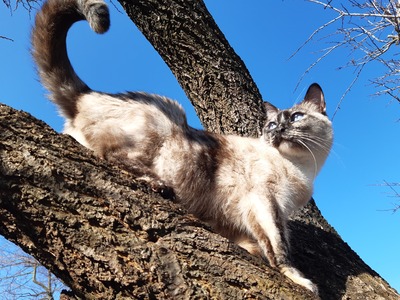 Bubi, Siamesen - Katze