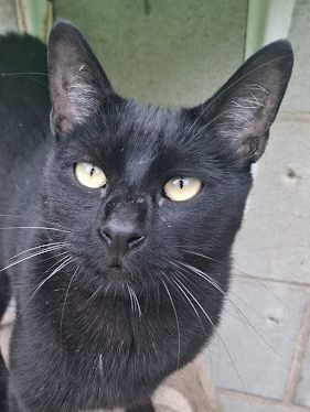 Buddy, Europäisch Kurzhaar - Kater