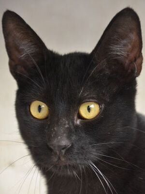Buddy, Europäisch Kurzhaar - Kater