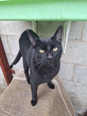 Buddy, Europäisch Kurzhaar - Kater