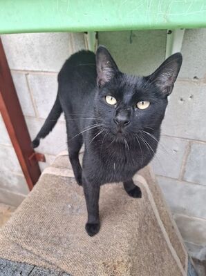Buddy, Europäisch Kurzhaar - Kater