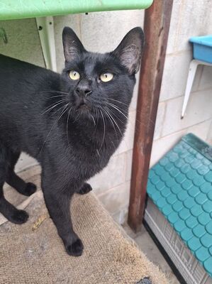Buddy, Europäisch Kurzhaar - Kater