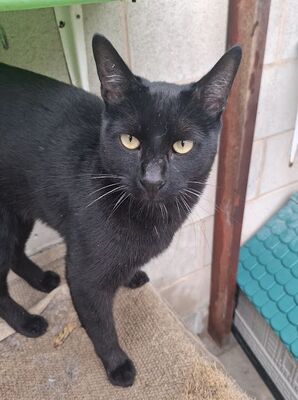 Buddy, Europäisch Kurzhaar - Kater