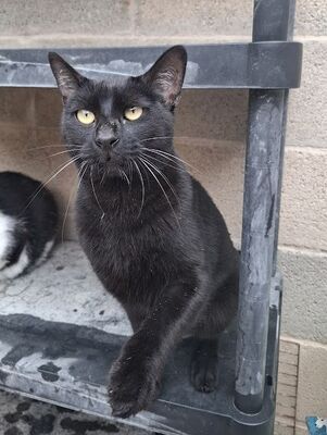 Buddy, Europäisch Kurzhaar - Kater
