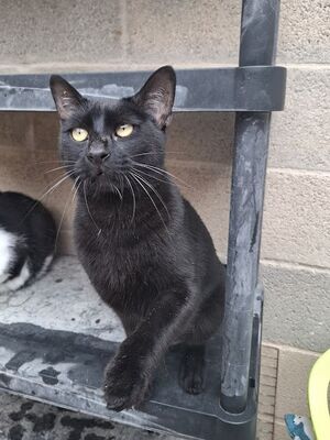 Buddy, Europäisch Kurzhaar - Kater