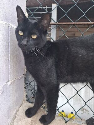 Buddy, Europäisch Kurzhaar - Kater
