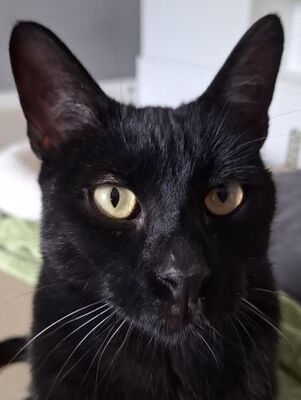 Buddy, Europäisch Kurzhaar - Kater